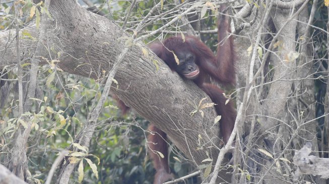 Seekor orang utan (Pongo pygmaeus) berada di lokasi pra-pelepasliaran di Pulau Kaja, Sei Gohong, Palangka Raya, Kalimantan Tengah, Kamis (19/9). [ANTARA FOTO/Hafidz Mubarak]