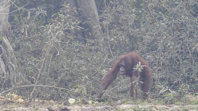 Seekor orang utan (Pongo pygmaeus) berada di lokasi pra-pelepasliaran di Pulau Kaja, Sei Gohong, Palangka Raya, Kalimantan Tengah, Kamis (19/9). [ANTARA FOTO/Hafidz Mubarak]