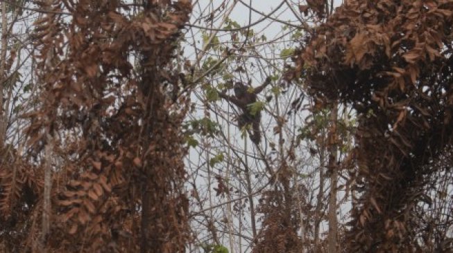 Satu dari dua individu Orangutan bergelantungan di pohon di lokasi karhutla di Desa Sungai Awan Kiri, Kecamatan Muara Pawan, Kabupaten Ketapang, Kalimantan Barat, Senin (16/9/2019). International Animal Rescue (IAR) Indonesia dan BKSDA Kalbar Seksi Konservasi Wilayah (SKW) 1 Ketapang menyelamatkan dua individu Orangutan jantan dan betina berusia sekitar 20 tahun dari atas pohon di tengah lahan yang sudah habis terbakar. Selanjutnya kedua mahluk primata tersebut akan menjalani perawatan di pusat rehabilitasi IAR [ANTARA FOTO/HO/IAR Indonesia-Heribertus/jhw/nz].