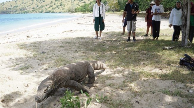 Wisatawan menyaksikan satwa dari dekat di Pulau Komodo. (Foto: Humas Kemenpar)