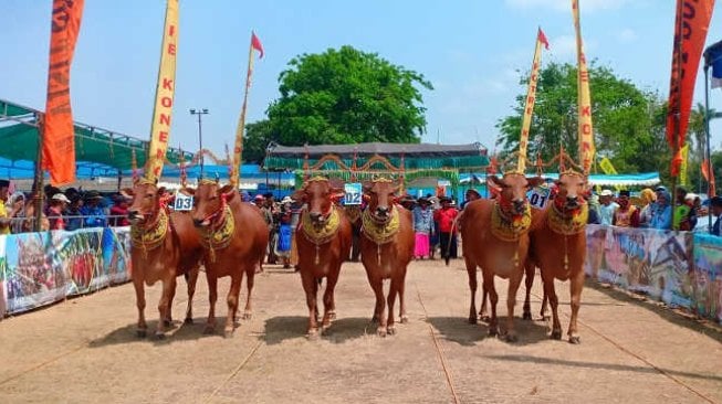 Sumenep Gelar Tradisi Sapi Sonok, 60 Pasang Sapi Adu Cantik