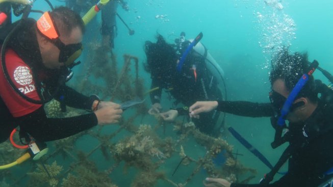 Sushi Tei Indonesia Tanam 5 Ribu Pohon Bakau di Pulau Pramuka