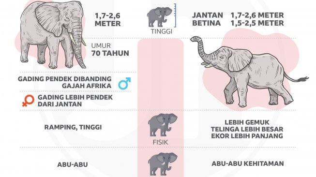 Gajah Indonesia yang Nyaris Punah