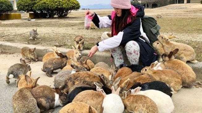 Kelinci tampak menghampiri wisatawan di pulau Okunoshima, Jepang. (Instagram/mummybun) 