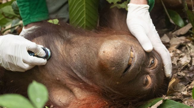 Orangutan jantan yang diberi nama Jerit diperiksa anggota Tim Medis International Animal Rescue (IAR) Indonesia saat ditemukan di Desa Kuala Satong, Kecamatan Matan Hilir Utara, Kabupaten Ketapang, Kalimantan Barat, Sabtu (21/9). [ANTARA FOTO]
