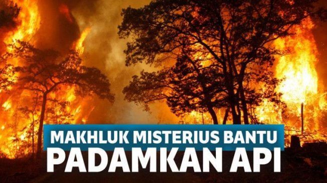 Kisah Mistis Kebakaran Hutan di Riau yang Dipadamkan oleh Makhluk Misterius