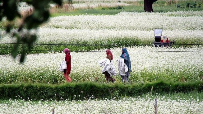 Rombongan wanita Balti menyisir ladang. (Wikimedia Commons Fulvio Spada)