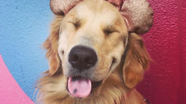 Anjing Terapi Ini Suka Jalan-jalan ke Disneyland, Gayanya Bikin Gemas