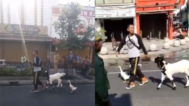 Viral Video Kocak Warga Jogja Selasa Wagen, Dibuntuti Kambing dan Bebeknya