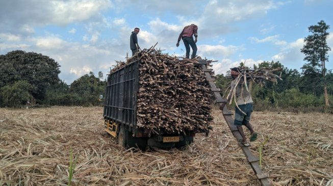 Wujudkan Swasembada Gula, Kementan Telah Mereformasi Perizinan