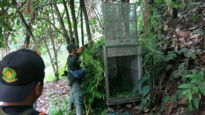 Beruang madu Muncul di Kawasan Ladang, Warga di Desa Ini Resah