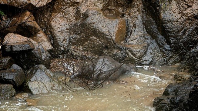 Kondisi gajah yang mati karena terjatuh di air terjun di Thailand. (AFP)