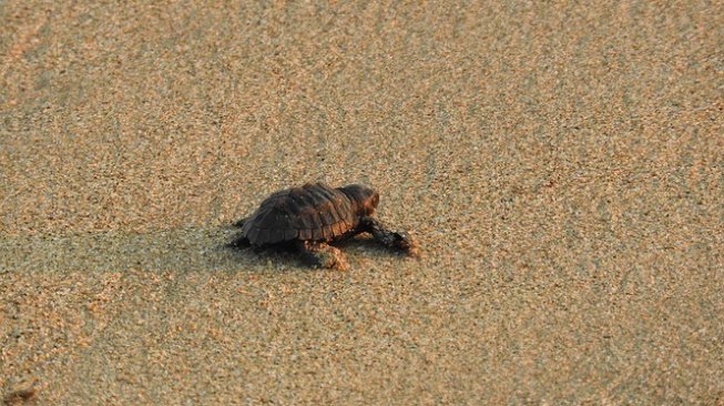 Bayi Penyu Ini Ditemukan Mati dengan Ratusan Plastik di Perutnya