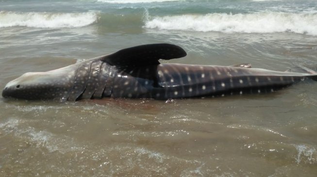 Evakuasi Hiu Paus yang Terdampar di Pantai Wanasalam Lebak 
