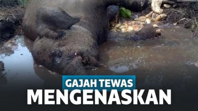 Miris! Gajah Berkaki Buntung Ditemukan Mati dalam Kubangan