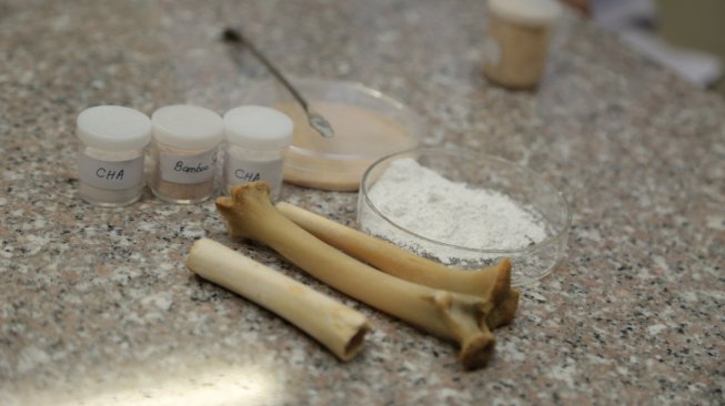 Tulang kambing untuk bone graft (Dok. Humas UGM)