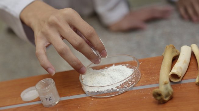 Tulang kambing untuk bone graft (Dok. Humas UGM)