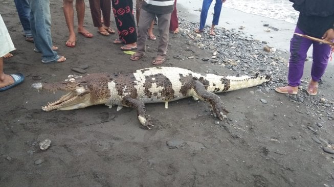 Temuan Buaya Mati di Tehoru