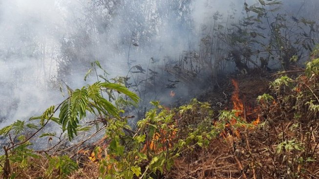 Hutan Pinus Desa Tlekung Terbakar