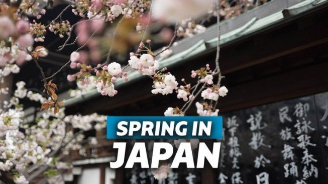 Potret Keindahan Bunga  Sakura  Bermekaran  di Jepang Saat 