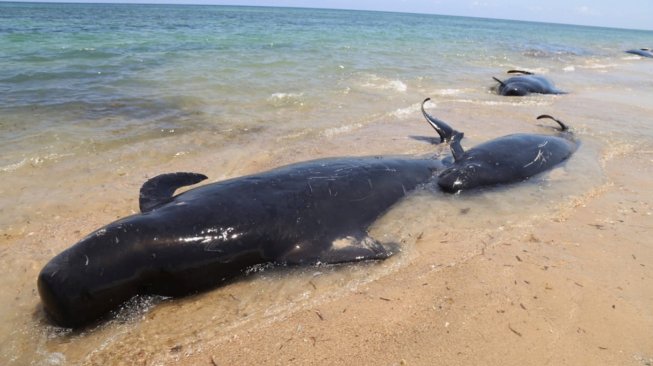 Sejumlah Paus jenis pilot mati akibat terdampar di pesisir pantai desa Manie, Kabupaten Sabu Raijua, NTT, Jumat (11/10). [ANTARA FOTO/HUMAS BKKPN KUPANG]