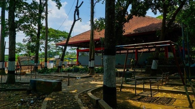 Pohon Ditebang Untuk Penataan Shelter PKL