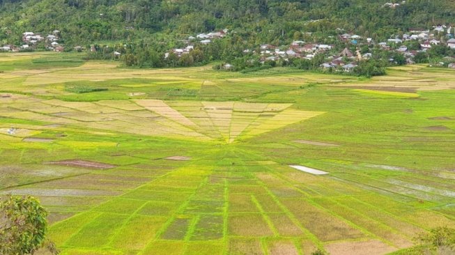 Sawah Tercantik di Indonesia yang Bisa Jadi Destinasi Wisata (Google Maps)