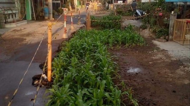 Mangkrak, Warga di Jogja Tanami Jagung di Lokasi Perbaikan Jalan