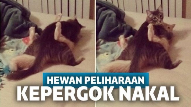 15 Kenakalan Hewan Peliharaan Ini Bikin Naik Darah!