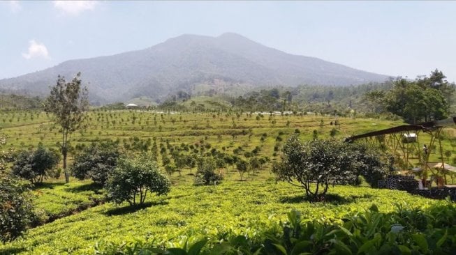 Menikmati Sejuk dan Asrinya Perkebunan Teh di Kampoeng Jokowi