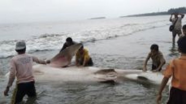 Hiu Tutul Kembali Terdampar di Pantai Pesisir Selatan