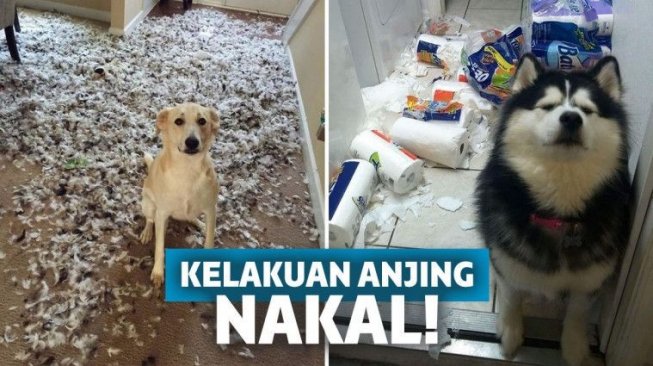 12 Kelakuan Anjing Ini Dijamin Bakal Menguji Kesabaran Kalian
