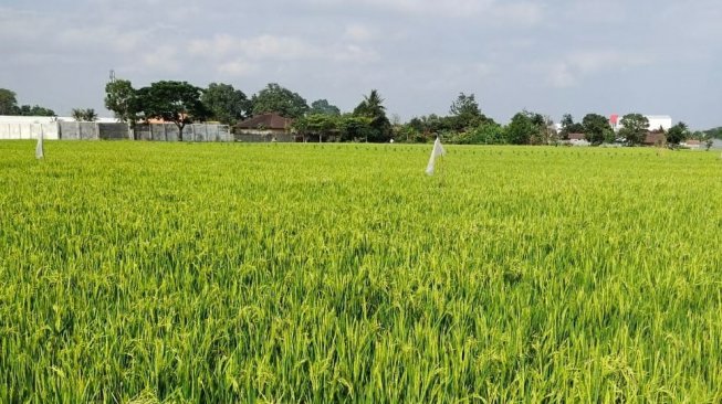 Ramah Lingkungan, Kementan Terus Dorong Penggunaan Pestisida Nabati