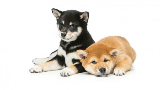 Dua anakan Shiba Inu, jenis anjing lokal Jepang yang menjadi piaraan kesayangan keluarga setempat. [Shutterstock].