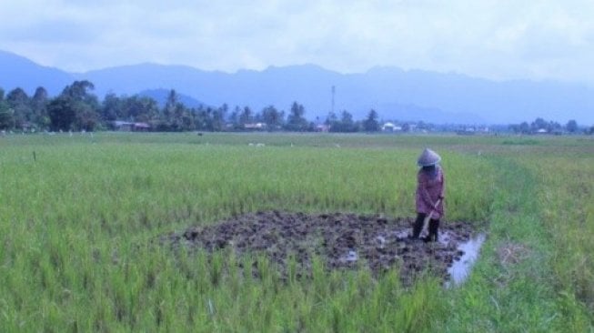 Hujan Turun, Petani di Agam Turun ke Sawah