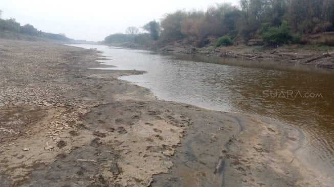 Langka, Bengawan Solo di Kabupaten Gresik Kering