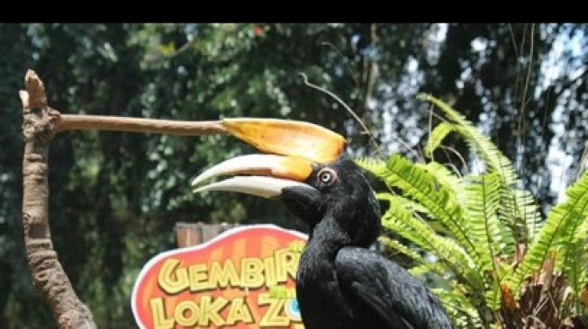 Sambut Libur Lebaran, Gembira Loka Zoo Beri Promo Presale Tiket Masuk