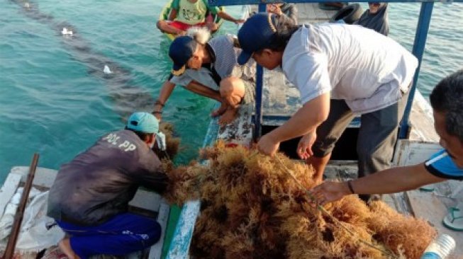 Pemprov - Petani Ingin Bawa Lagi Masa Jaya Rumput Laut di Kepulauan Seribu