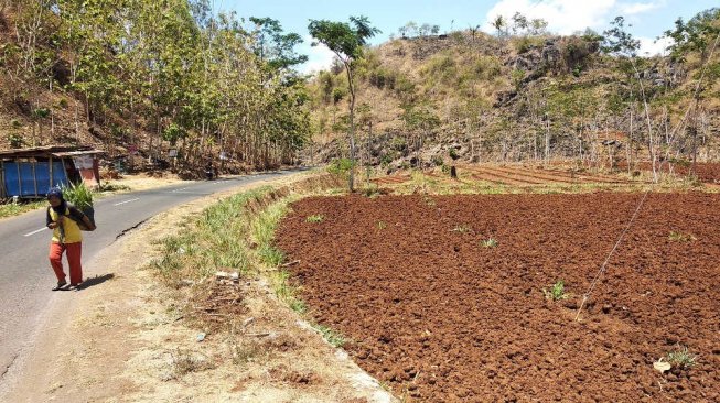 Sawah kering di wilayah Dusun Gimeng, Sumbergiri, Ponjong, Kabupaten Gunungkidul. [Suara.com/Muhammad Ilham Baktora]