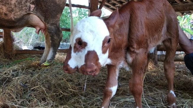 Anak sapi bermoncong dua dan empat bola mata di  Dusun Cengkehan RT 4, Kelurahan Wukirsari, Kecamatan Imogiri, Kabupaten Bantul, Rabu (6/11/2019) - (SUARA/Baktora)