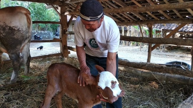 Dapat Sapi Bermoncong Dua Setahun Setelah Istri Meninggal, Aldani Pasrah