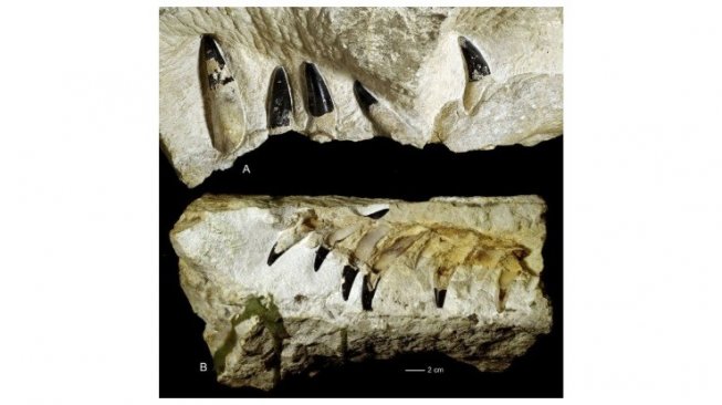 Penemuan Pliosaurus di Polandia. [Phys]