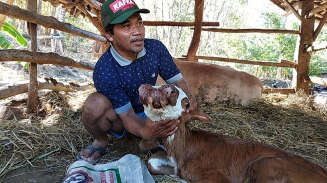 Viral Anak Sapi Langka di Bantul, Padiyono: Bisa Jadi Berkah untuk Warga