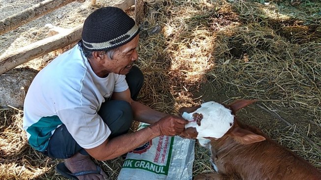 Pemilik sapi bermoncong dua dan empat bola mata, Aldani, memberikan obat mata kepada si pedet, Rabu (6/11/2019). - (SUARA/Baktora)