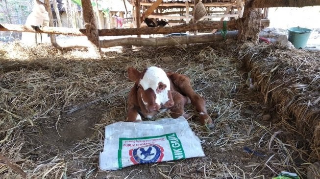 Penampakan anak sapi langka dengan dua moncong dan empat bola mata di Dusun Cengkehan RT 4, Kelurahan Wukirsari, Kecamatan Imogiri, Kabupaten Bantul, Rabu (6/1/2019) - (SUARA/Baktora)