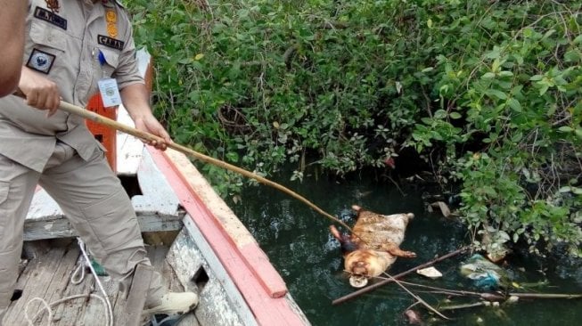 Gubernur Edy Larang Warga Buang Bangkai Babi ke Sungai