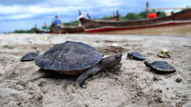 Anak Tuntong laut (Batagur borneoensis) berada di Hilir Sungai Tamiang usai dilepas liarkan oleh Pegiat lingkungan dari Yayasan Satucita Lestari Indonesia di area Desa Pusung Kapal, Seruway, Aceh Tamiang, Aceh, Rabu (6/11).  [ANTARA FOTO/Muhammad Adimaja]