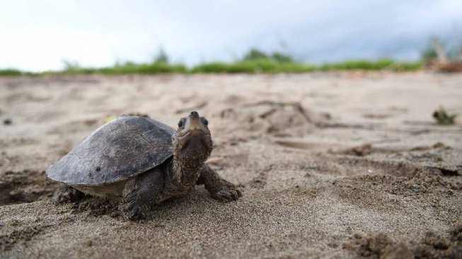 Anak Tuntong laut (Batagur borneoensis) berada di Hilir Sungai Tamiang usai dilepas liarkan oleh Pegiat lingkungan dari Yayasan Satucita Lestari Indonesia di area Desa Pusung Kapal, Seruway, Aceh Tamiang, Aceh, Rabu (6/11).  [ANTARA FOTO/Muhammad Adimaja]