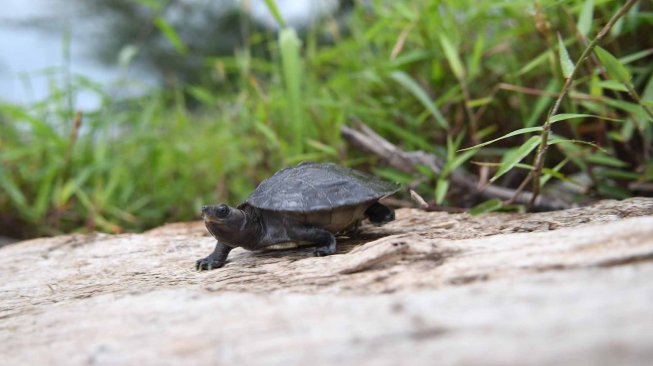 Anak Tuntong laut (Batagur borneoensis) berada di Hilir Sungai Tamiang usai dilepas liarkan oleh Pegiat lingkungan dari Yayasan Satucita Lestari Indonesia di area Desa Pusung Kapal, Seruway, Aceh Tamiang, Aceh, Rabu (6/11).  [ANTARA FOTO/Muhammad Adimaja]