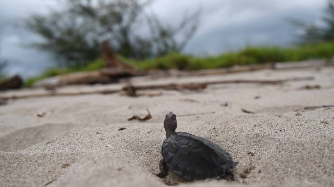 Anak Tuntong laut (Batagur borneoensis) berada di Hilir Sungai Tamiang usai dilepas liarkan oleh Pegiat lingkungan dari Yayasan Satucita Lestari Indonesia di area Desa Pusung Kapal, Seruway, Aceh Tamiang, Aceh, Rabu (6/11).  [ANTARA FOTO/Muhammad Adimaja]
